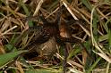 Dolomedes_plantarius_D5144_Z_89_Canal du Nivernais_Frankrijk
